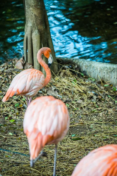 Amerikaanse Flamingo Thailand — Stockfoto