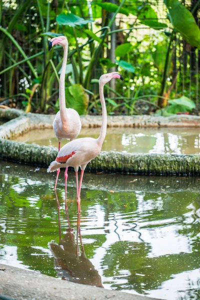 Tayland 'da daha büyük flamingo.
