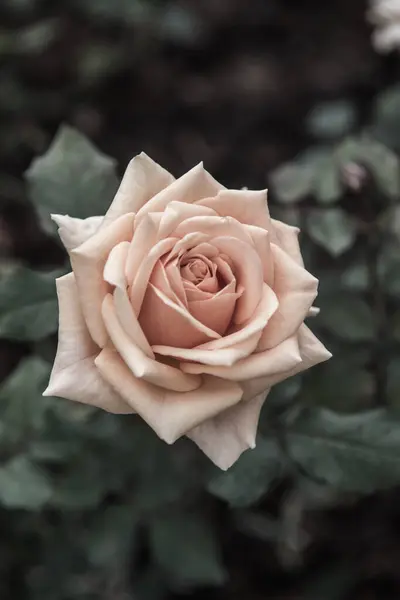 Rosa Naranja Jardín Tailandia — Foto de Stock