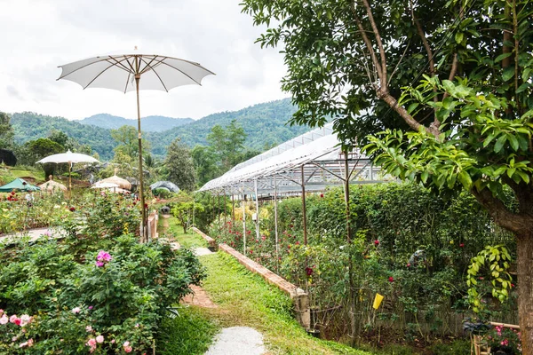 Dağdaki gül bahçesi, Tayland.