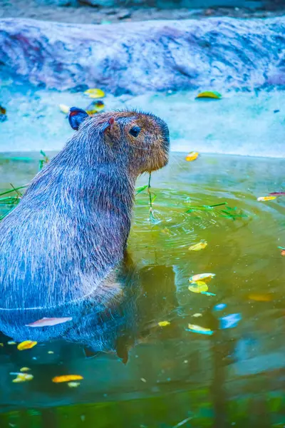 Tayland 'da Capybara.