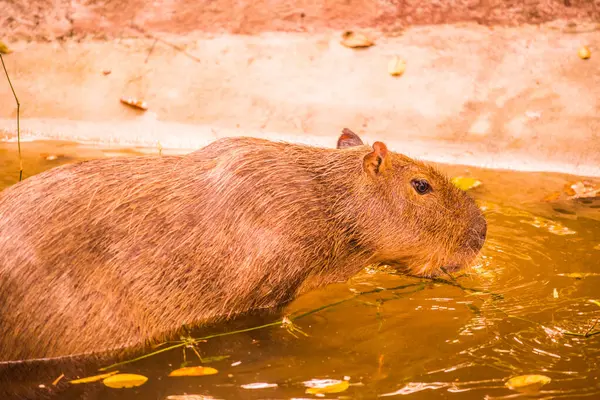 Tayland 'da Capybara.
