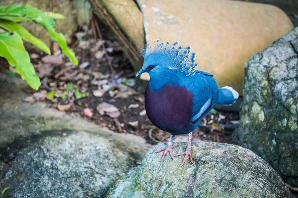Tayland 'da Victoria Taçlı Güvercin Kuşu.