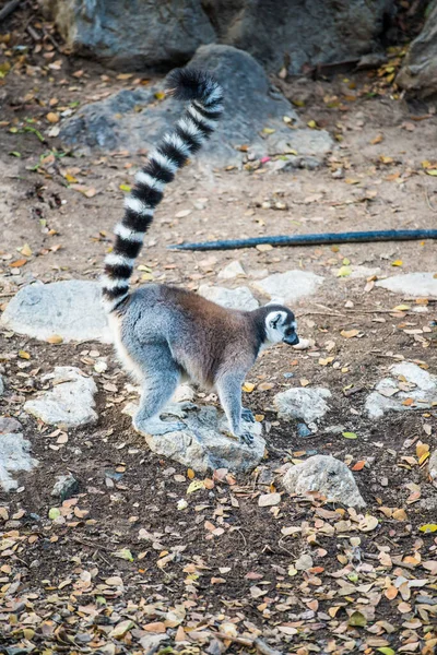 Ring Skygget Lemur Thai Thailand - Stock-foto