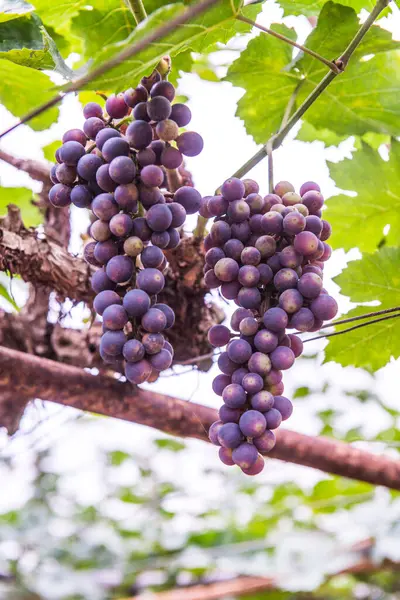 Tayland Şarap Üzümleri — Stok fotoğraf