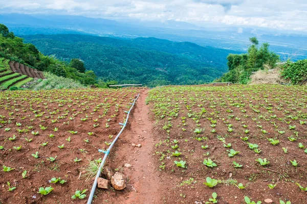 Tayland 'daki Tarım Bölgesi.