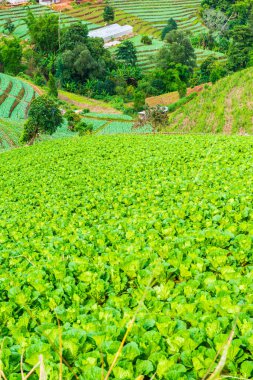 Mon Jam 'in Tayland' daki dağ manzarası.