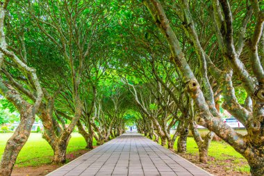 Plumeria ağaçlar tünel, Nan Eyaleti, Tayland.