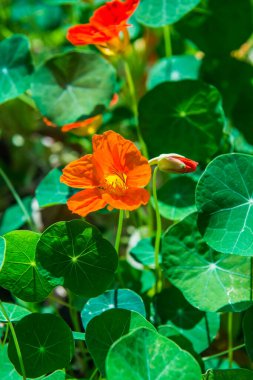 Bahçede portakal çiçekleri, Tayland.