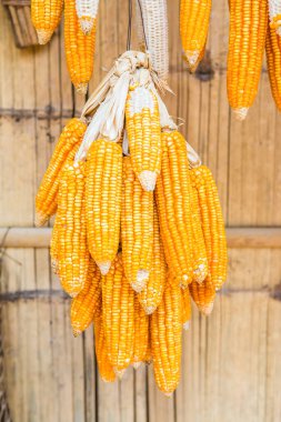 Bambu duvarında kurutulmuş mısır, Tayland.