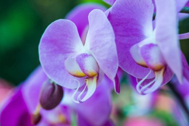 Parktaki Violet orkidesi, Tayland.
