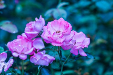 Pembe gül ve doğal arka plan, Tayland.