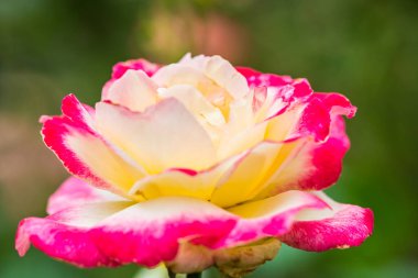 Pembe gül ve doğal arka plan, Tayland.