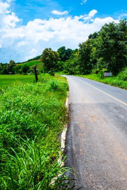 Tayland 'ın Phayao eyaletindeki pirinç tarlası..