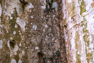 Ağaç dokusunun arka planı, Tayland.