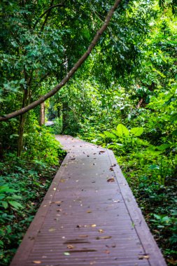 Phu Sang, Tayland 'da doğa yolu..