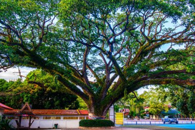 Tayland 'ın Chiang Kham bölgesinde güzel bir yağmur ağacı..