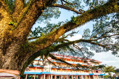 Tayland 'ın Chiang Kham bölgesinde güzel bir yağmur ağacı..