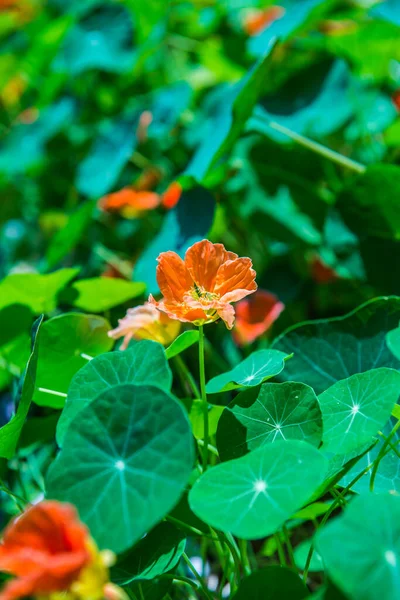 Orange Flowers Garden Thailand — Stock Photo, Image