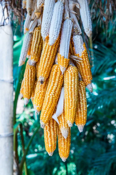 Кукуруза Подвешена Уменьшить Влажность Простой Тайский Метод Сохранения Пищи — стоковое фото