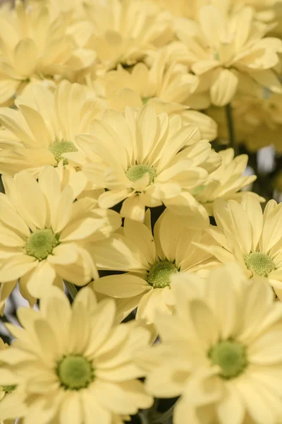 Fechar Flor Amarela Tailândia — Fotografia de Stock