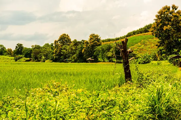 Rice field in Phayao province, Thailand.