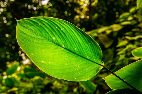 Зеленый Лист Естественным Фоном Таиланд — стоковое фото