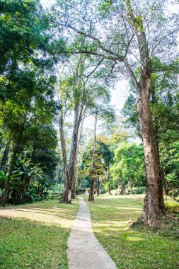 Tayland 'daki milli parkın manzarası.