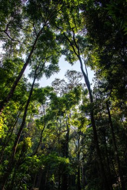 Tayland 'daki milli parkın manzarası.