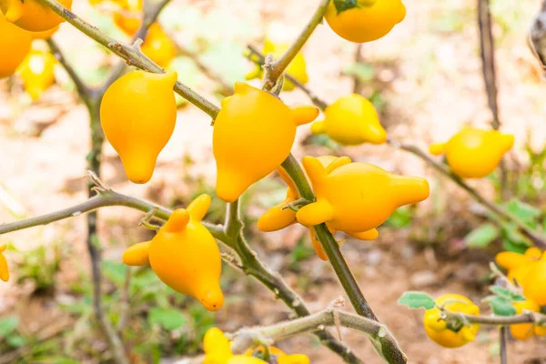 Bradavkové Ovoce Rostlině Thajsko — Stock fotografie