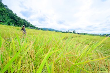 Asian Woman with Pa Bong Piang Rice Terraces at Chiang Mai Province, Thailand.