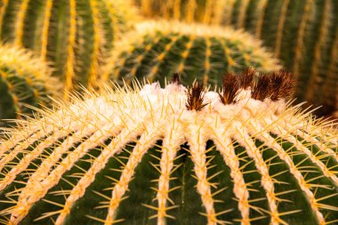 Echinocactus Grusonii, Tayland 'a yakın..