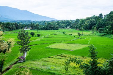Wat Phuket manzaralı güzel pirinç tarlası, Tayland.