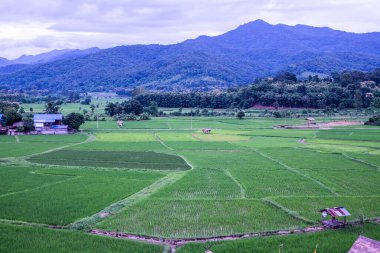 Wat Phuket manzaralı güzel pirinç tarlası, Tayland.