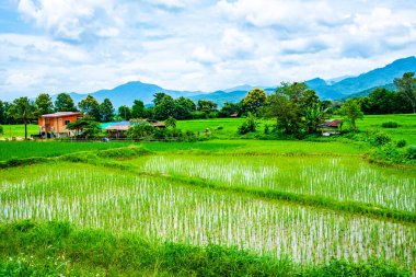 Tayland 'ın Pua bölgesindeki pirinç tarlası.