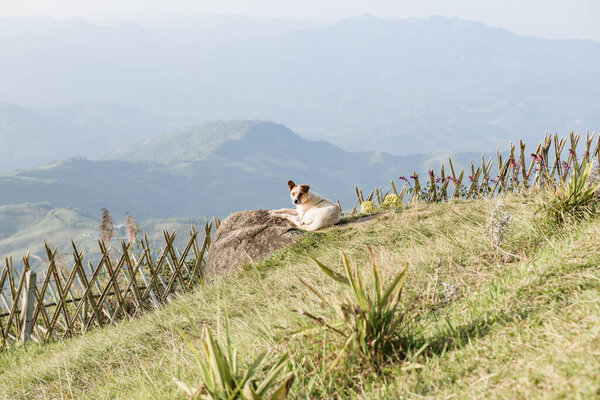 A dog and Doi Chang Mup Viewpoint at Chiang Rai Province, Thailand.