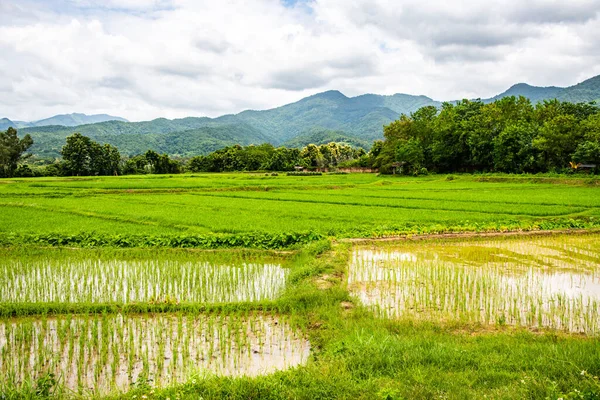 Πεδίο Ρυζιού Στην Περιοχή Pua Ταϊλάνδη — Φωτογραφία Αρχείου