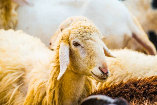 羊の顔 — ストック写真