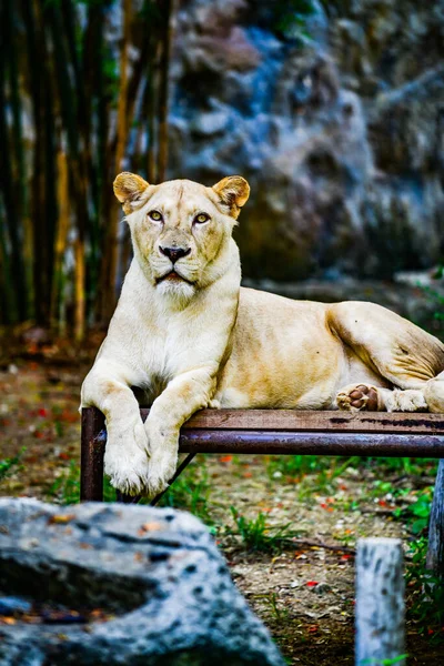 Retrato León Tailandia — Foto de Stock