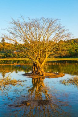 Gölde ağaç, güneş ışığı, Tayland.
