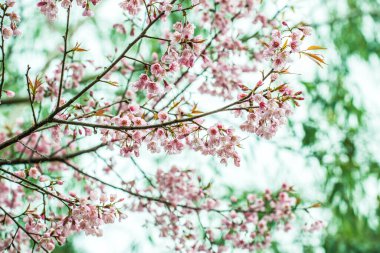 Khun Wang Kraliyet Projesi 'nde Himalaya kiraz çiçekleri, Tayland.