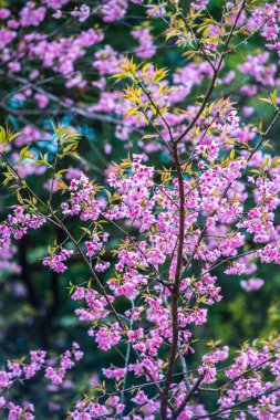 Wild Himalayan Cherry in Khun Wang royal project, Thailand.