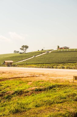 Çay plantasyon içinde Chiang rai Eyaleti, Tayland.