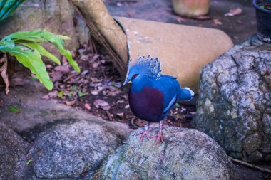 Tayland 'da Victoria Taçlı Güvercin Kuşu.