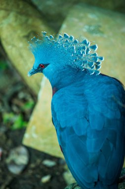 Tayland 'da Victoria Taçlı Güvercin Kuşu.