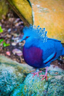 Tayland 'da Victoria Taçlı Güvercin Kuşu.