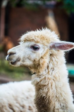 Tayland, Tayland 'da beyaz Alpaca Vicugna paketleri.