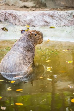 Tayland 'da Capybara.