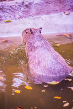Tayland 'da Capybara.