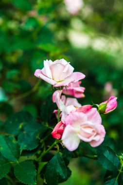 Pink rose in the garden, Thailand.